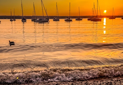 Sonnenuntergangs-Ente